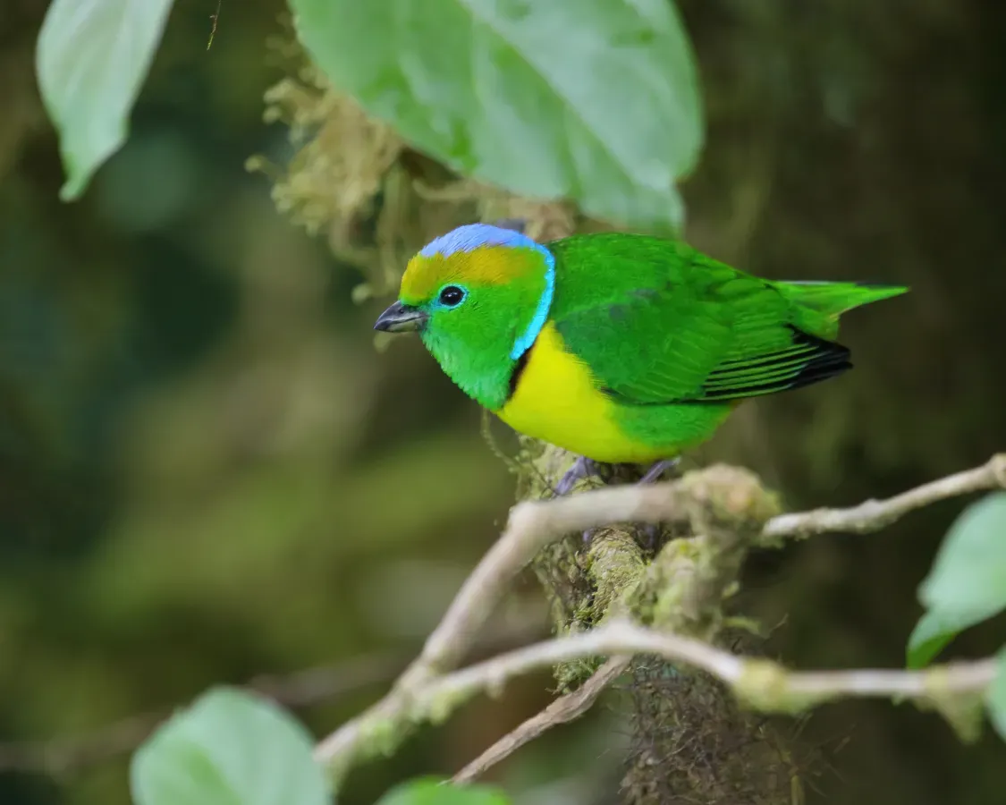 File:Chlorophonia callophrys 06.jpg
