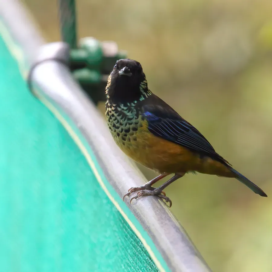 File:Tangara dowii Monteverde 02.jpg