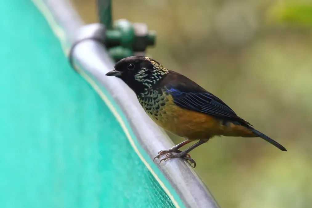 File:Tangara dowii Monteverde 01.jpg