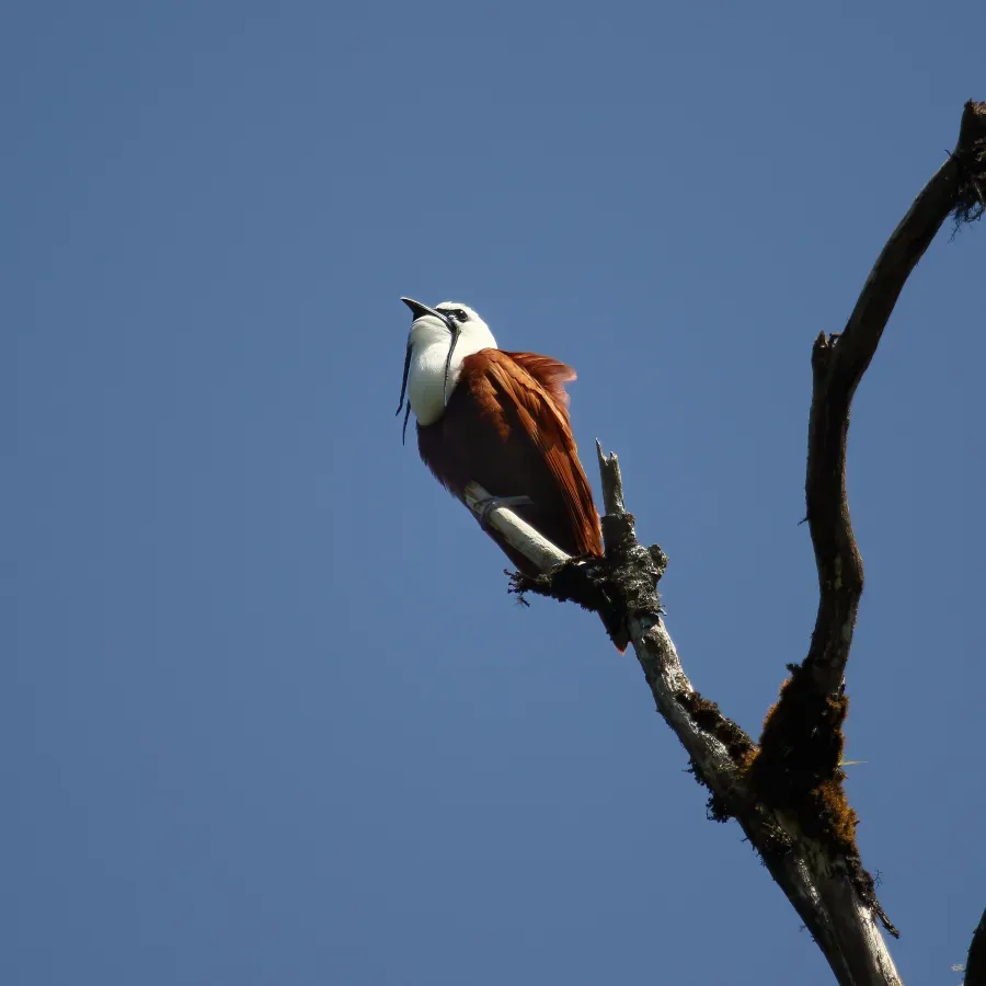 File:Procnias tricarunculatus Monteverde 01.jpg