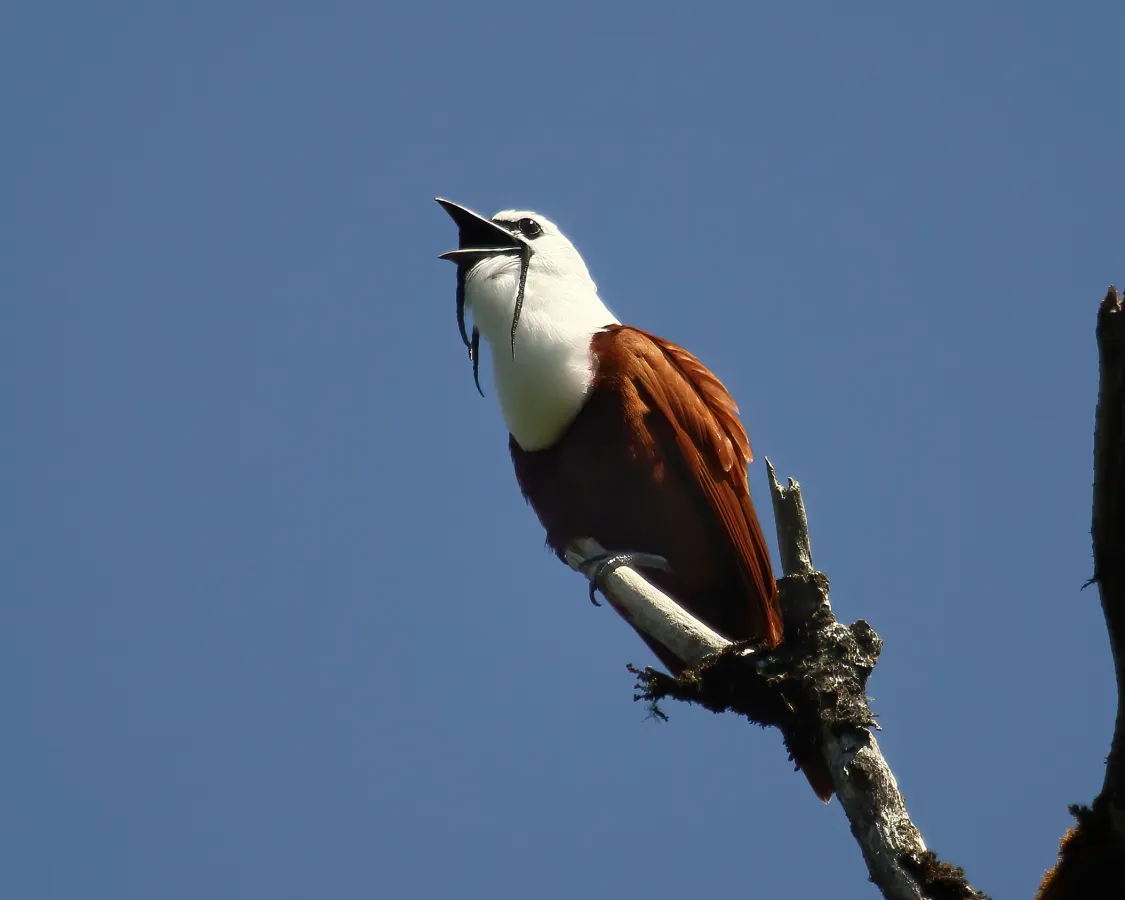 File:Procnias tricarunculatus Monteverde 03.jpg
