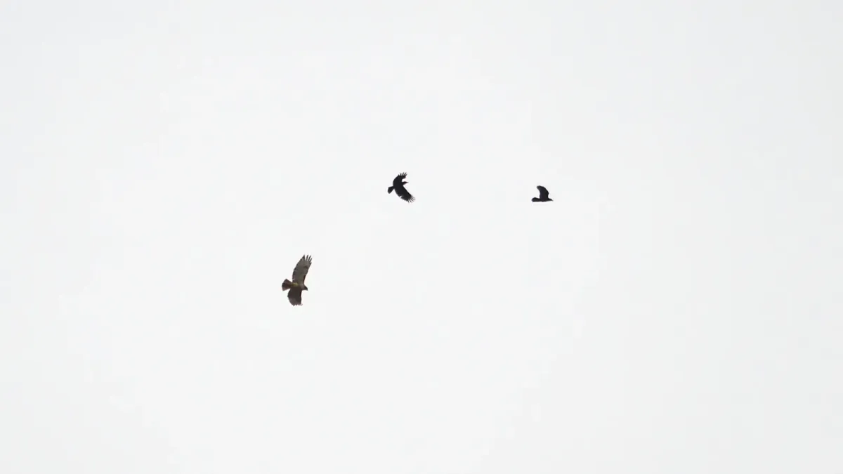 File:American crows (Corvus brachyrhynchos) Attacking a Red-tailed Hawk (Buteo jamaicensis) - Guelph, Ontario 01.jpg