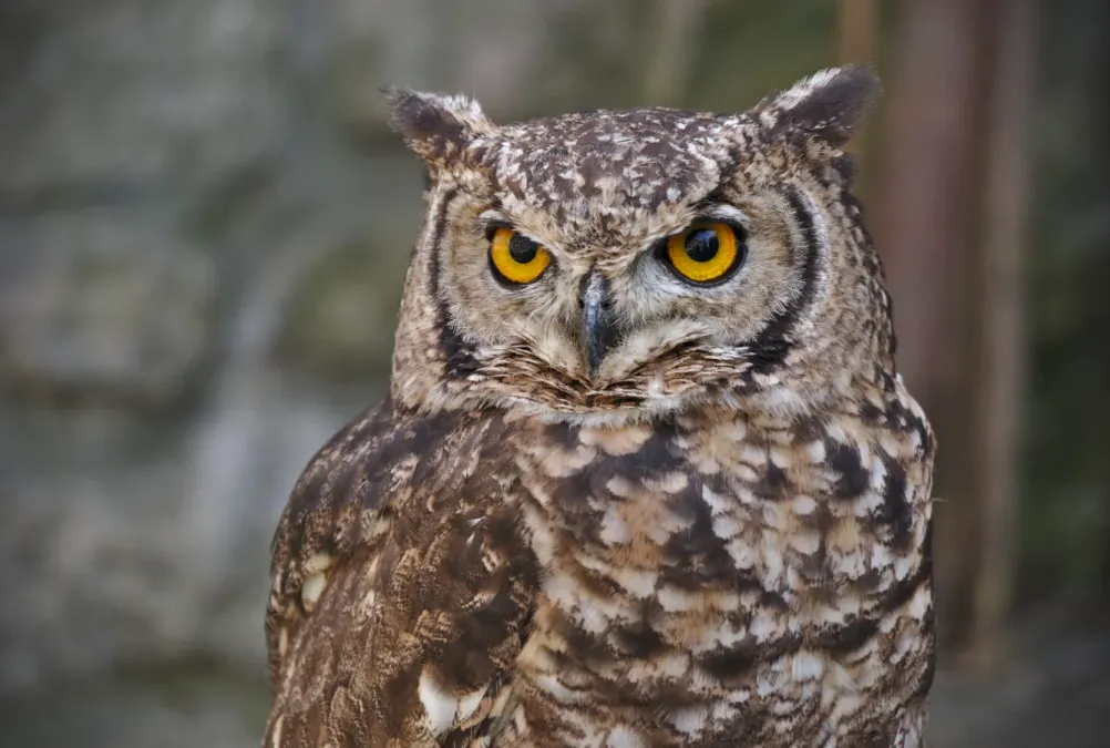 File:Bubo africanus brown - Flémalle (01).jpg