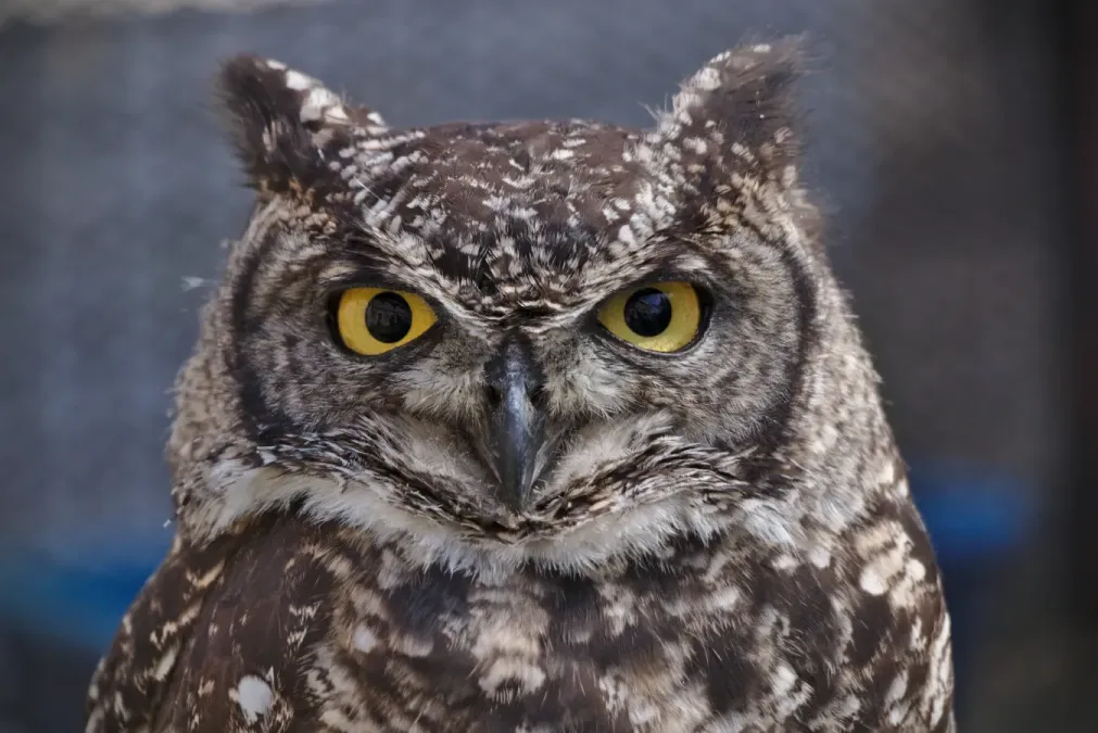 File:Bubo africanus grey - Flémalle (01).jpg