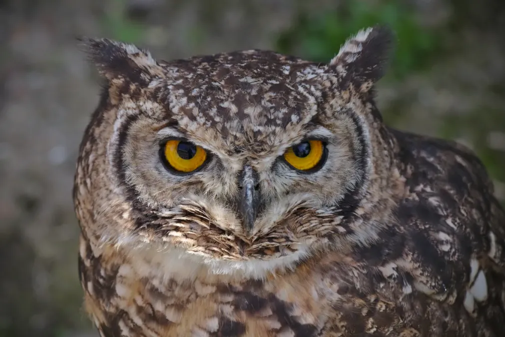 File:Bubo africanus brown - Flémalle (03).jpg