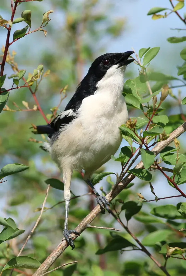 File:Tropical boubou, Laniarius major, Sinamatella Camp area in Hwange National Park, Zimbabwe. (33553289990).jpg