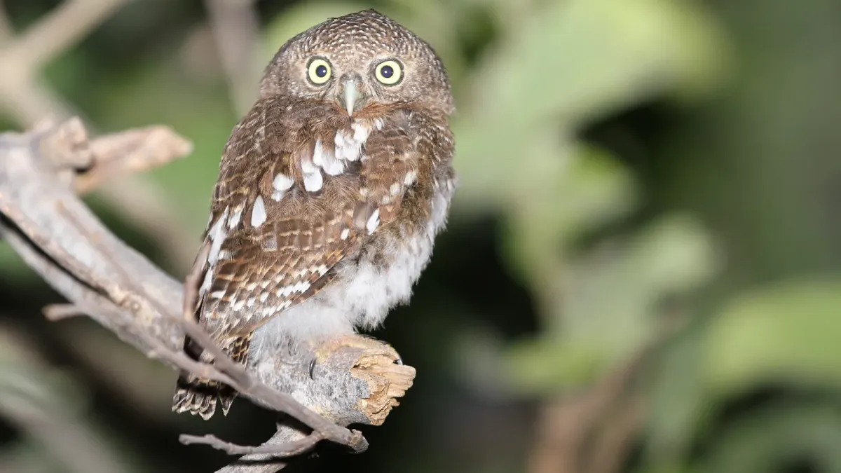 File:African barred owlet, Glaucidium capense, in the tree we were camped under at Savuti, Chobe National Park, Botswana (33770054442).jpg