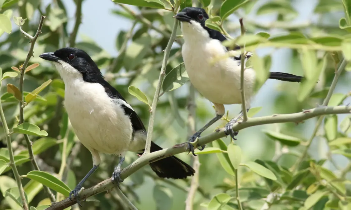 File:Tropical boubou, Laniarius major, Sinamatella Camp area in Hwange National Park, Zimbabwe. (33553285410).jpg