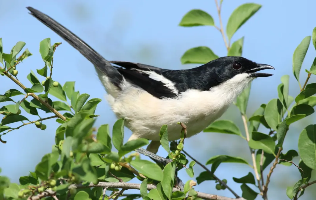 File:Tropical boubou, Laniarius major, Sinamatella Camp area in Hwange National Park, Zimbabwe. (33553287620).jpg