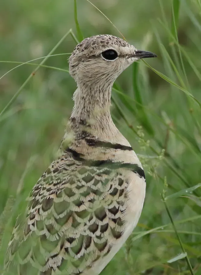 File:Double-banded courser (two-banded courser), Smutsornis africanus, at the Khama Rhino Sanctuary, Botswana (33531126200).jpg
