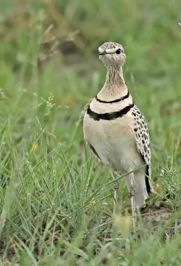 File:Double-banded courser (two-banded courser), Smutsornis africanus, at the Khama Rhino Sanctuary, Botswana (33531135730).jpg