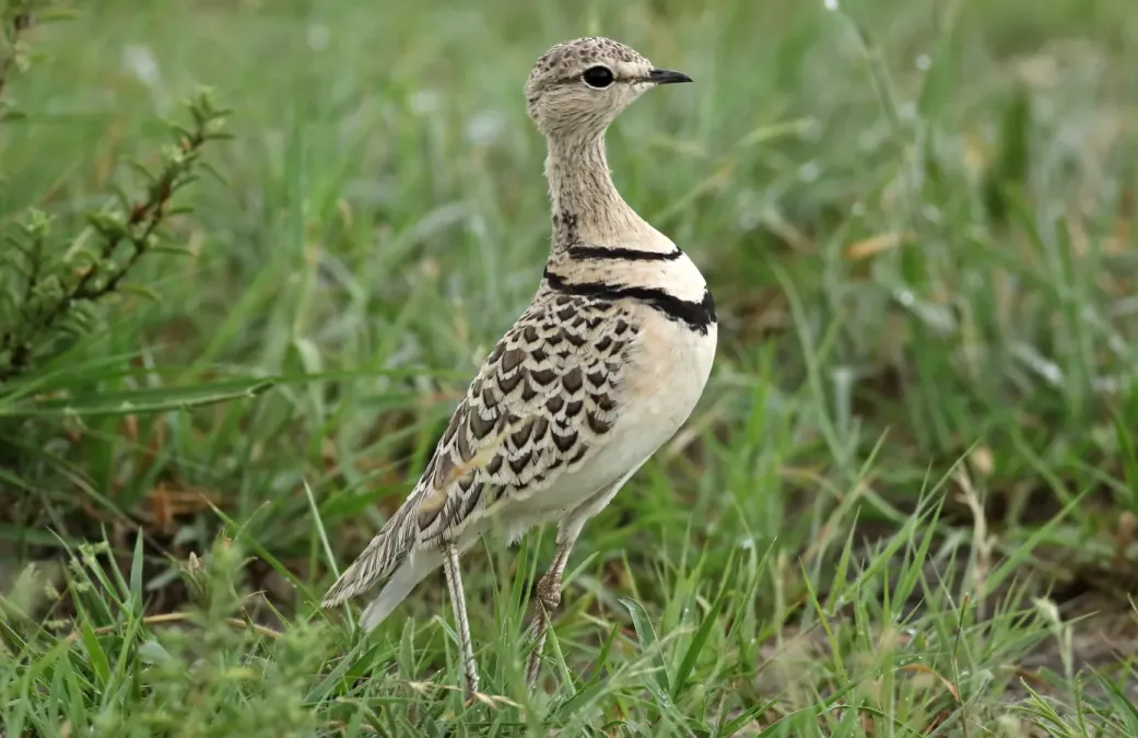 File:Double-banded courser (two-banded courser), Smutsornis africanus, at the Khama Rhino Sanctuary, Botswana (33875333296).jpg