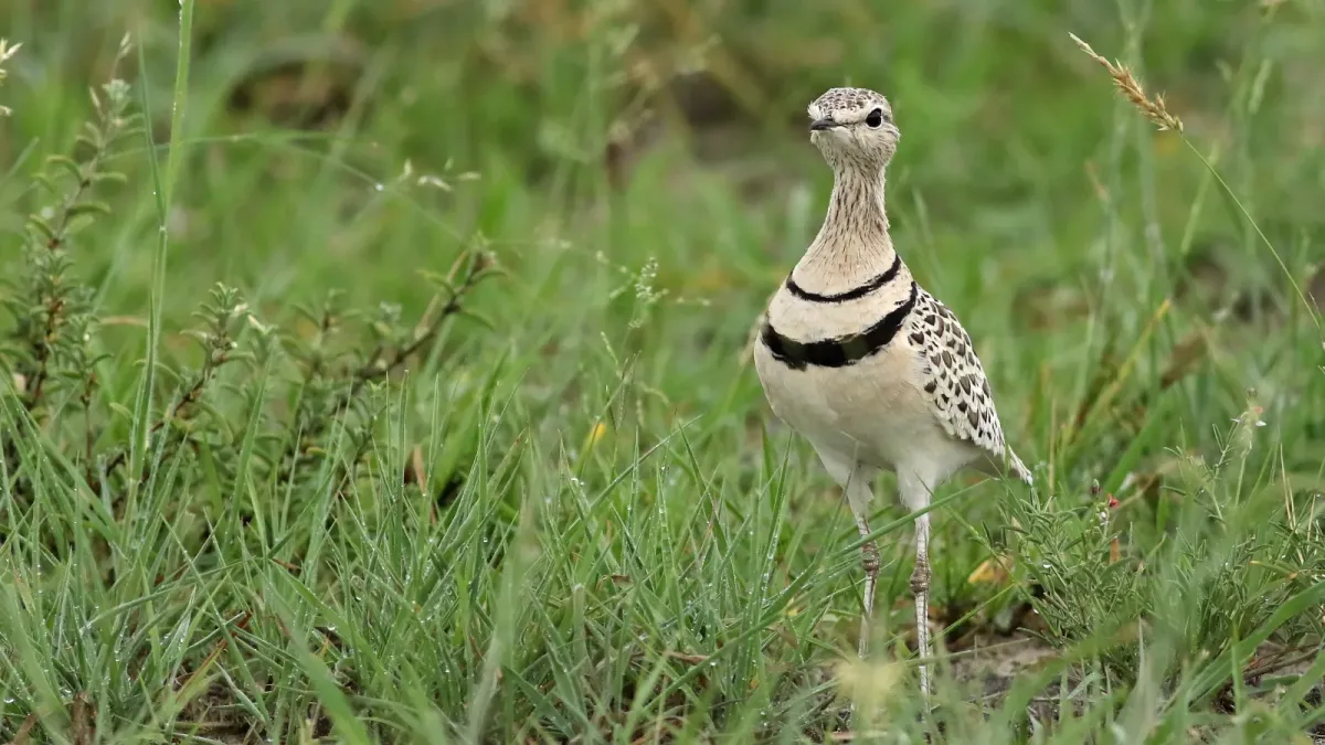 File:Double-banded courser (two-banded courser), Smutsornis africanus, at the Khama Rhino Sanctuary, Botswana (33103355253).jpg