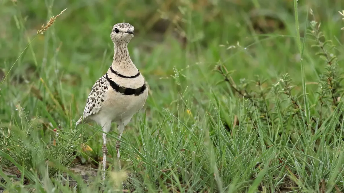 File:Double-banded courser (two-banded courser), Smutsornis africanus, at the Khama Rhino Sanctuary, Botswana (33875337466).jpg