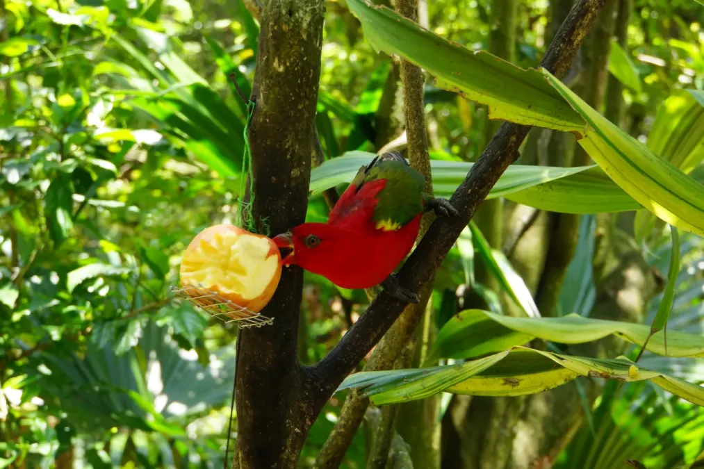 File:Lorius garrulus 紅猩猩吸蜜鸚鵡 - panoramio.jpg