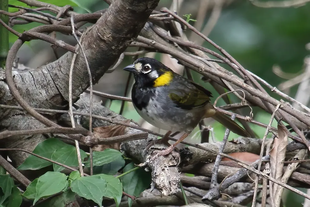 File:Melozone leucotis Monteverde.jpg