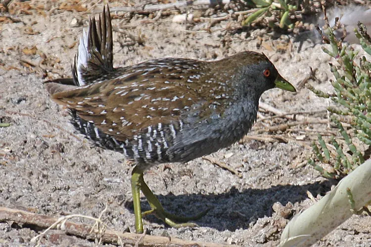 File:Australian Crake (Porzana fluminea) from side.jpg