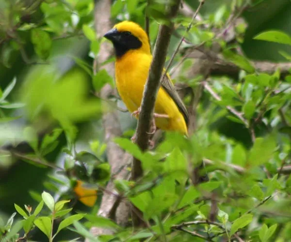 File:Asian Golden Weaver (Ploceus hypoxanthus) - male.jpg