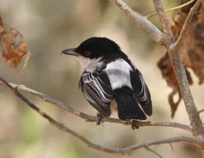 File:Black-backed Puffback (Dryoscopus cubla), Mapungubwe, crop.jpg