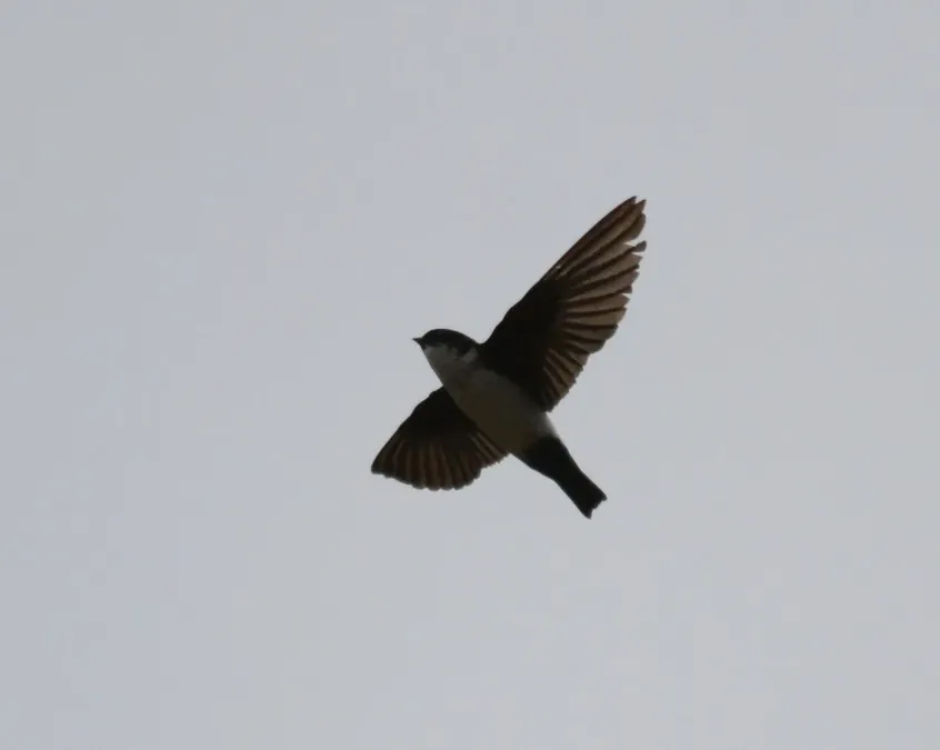 File:Asian House Martin Delichon dasypus by Dr. Raju Kasambe DSC 4565 (19).jpg
