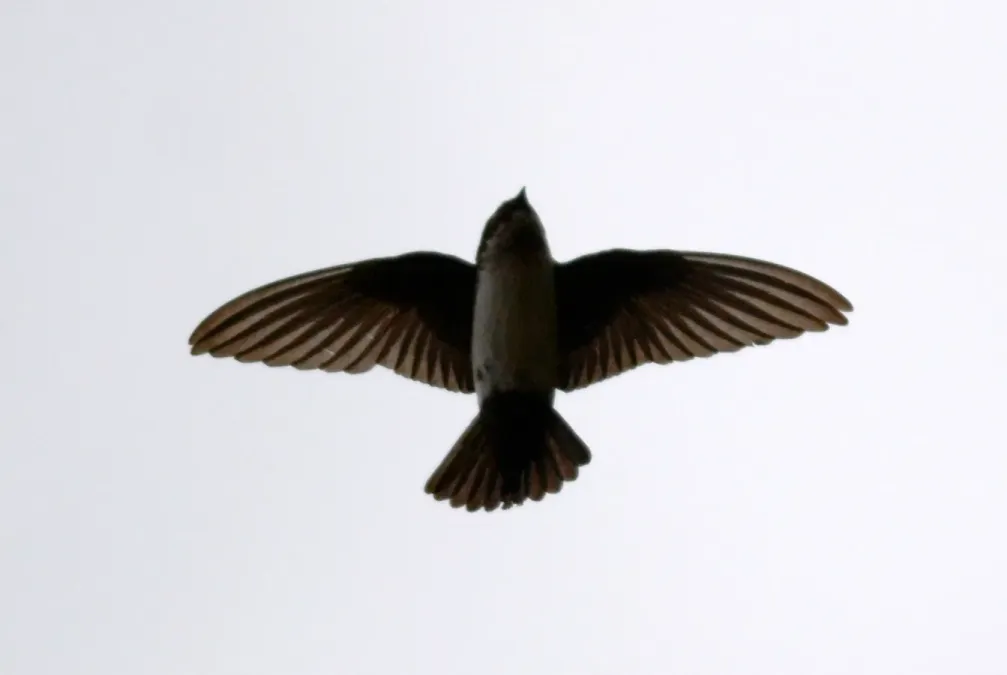 File:Asian House Martin Delichon dasypus by Dr. Raju Kasambe DSC 4565 (17).jpg