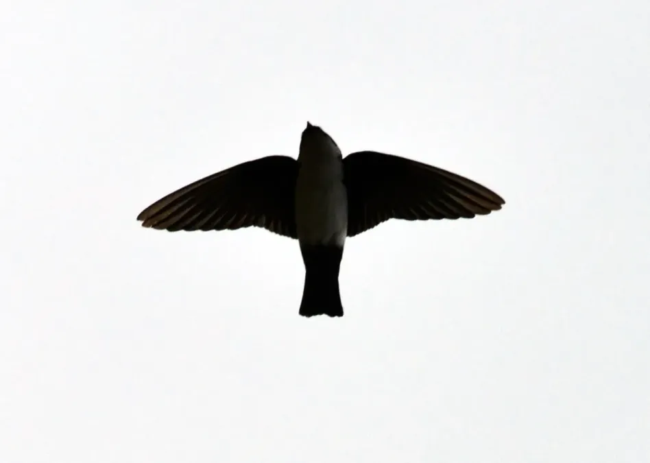 File:Asian House Martin Delichon dasypus by Dr. Raju Kasambe DSC 4565 (16).jpg