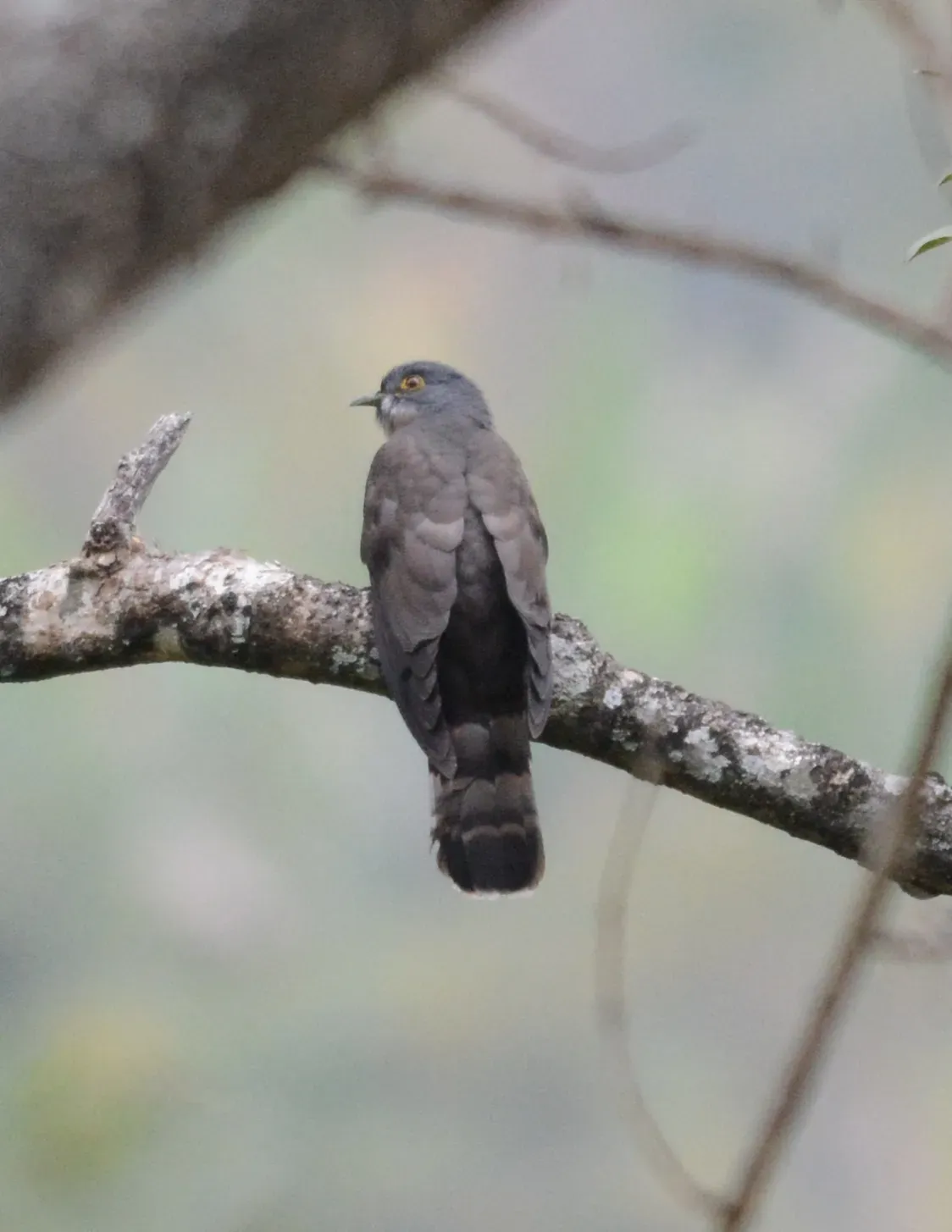 File:Large Hawk Cuckoo Hierococcyx sparverioides by Dr. Raju Kasambe DSC 4461 (3).jpg