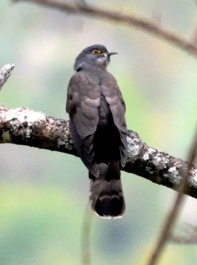 File:Large Hawk Cuckoo Hierococcyx sparverioides by Dr. Raju Kasambe DSC 4461 (2).jpg