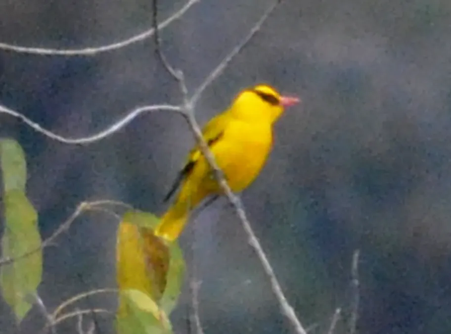 File:Slender-billed Oriole Oriolus tenuirostris by Dr. Raju Kasambe DSC 4258 (3).jpg