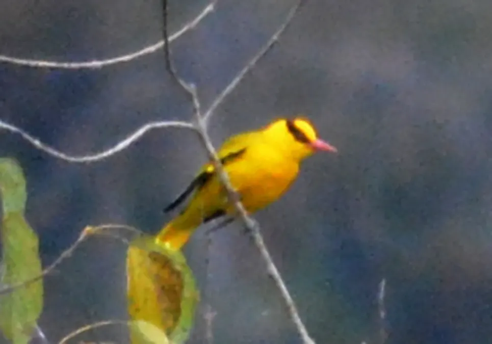 File:Slender-billed Oriole Oriolus tenuirostris by Dr. Raju Kasambe DSC 4258 (4).jpg
