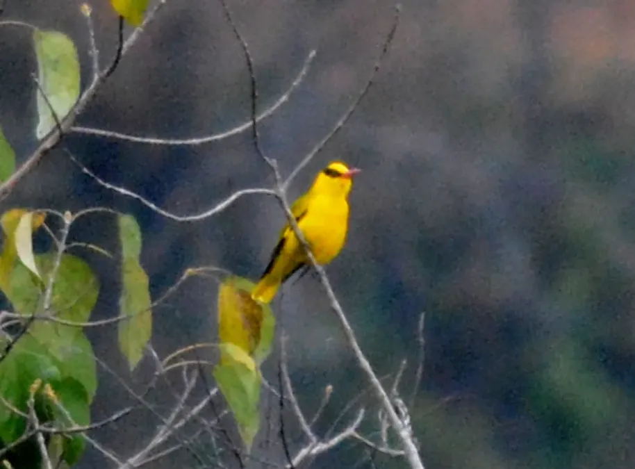 File:Slender-billed Oriole Oriolus tenuirostris by Dr. Raju Kasambe DSC 4258 (5).jpg