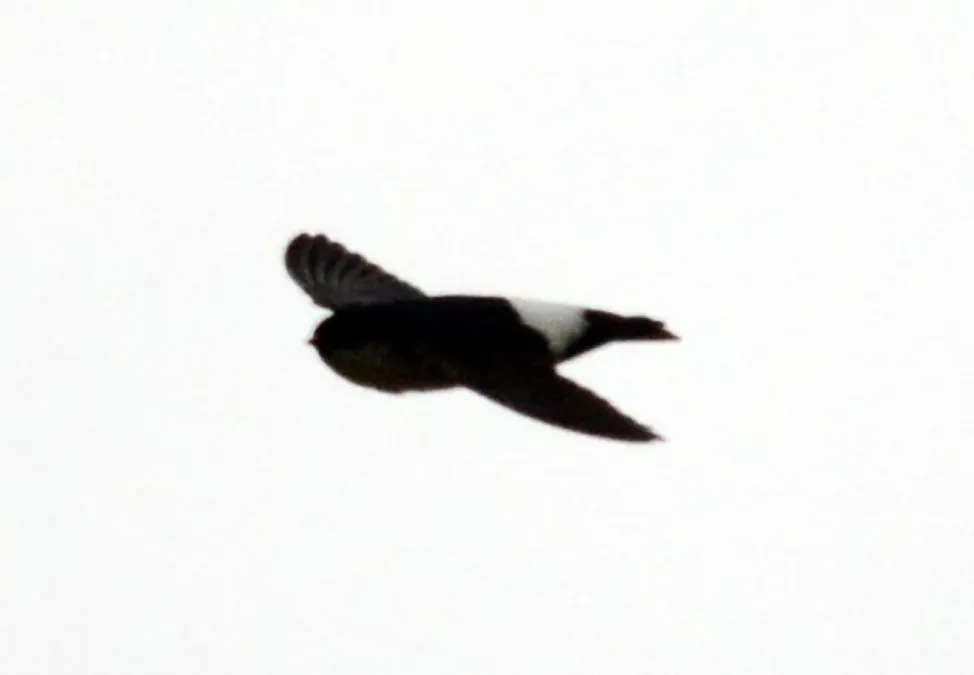 File:Asian House Martin Delichon dasypus by Dr. Raju Kasambe DSC 4565 (18).jpg