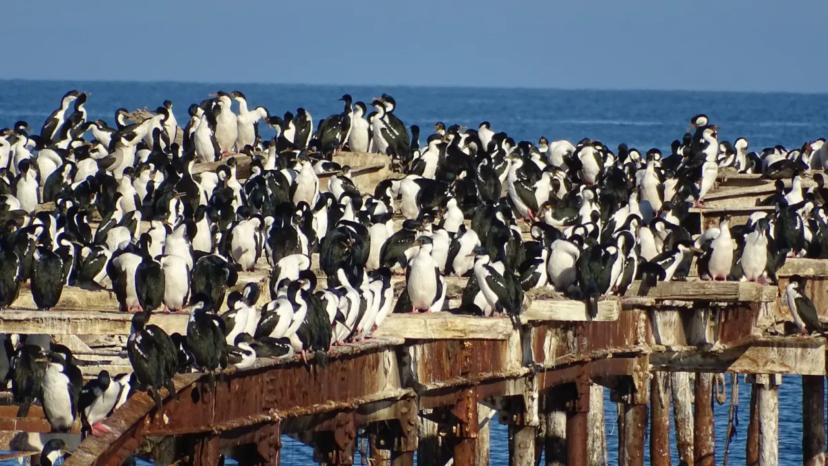 File:Leucocarbo bransfieldensis Punta Arenas Chile 03.jpg