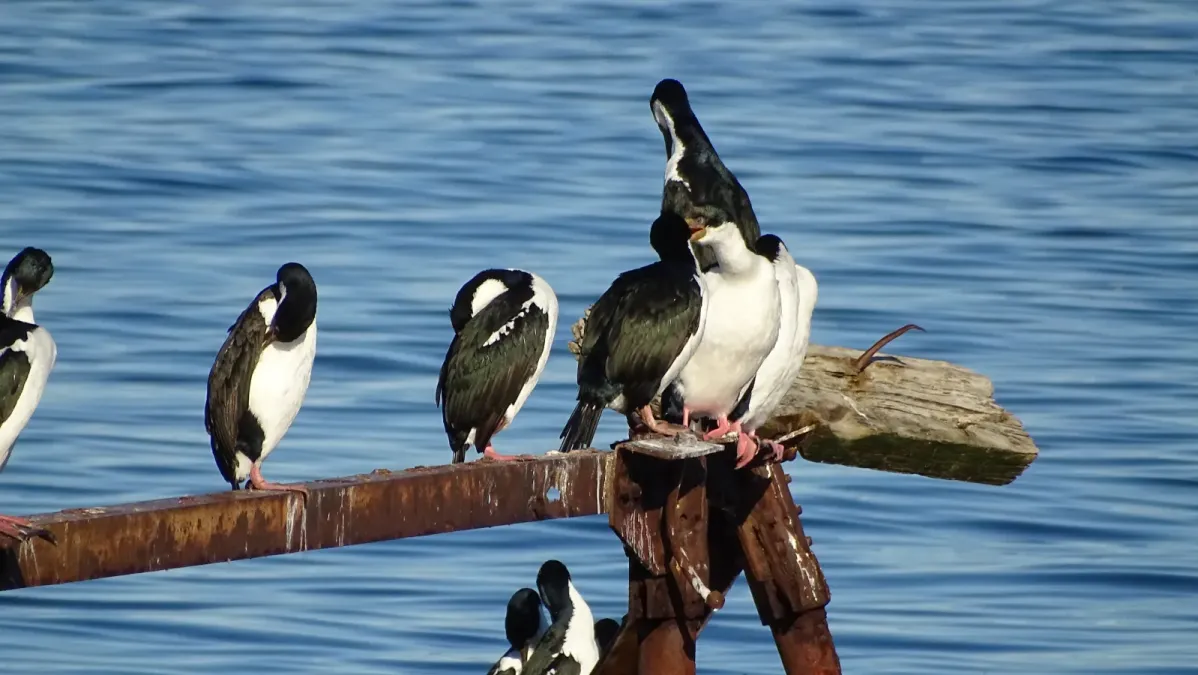 File:Leucocarbo bransfieldensis Punta Arenas Chile 04.jpg