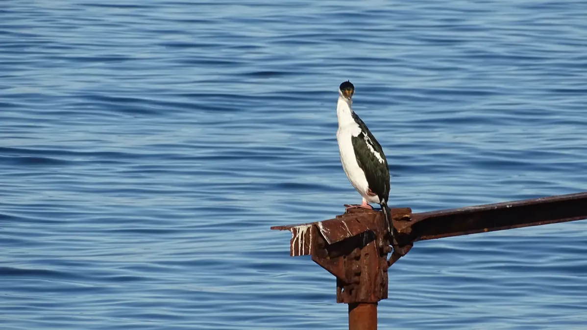 File:Leucocarbo bransfieldensis Punta Arenas Chile 05.jpg