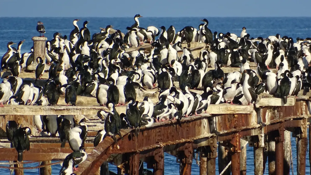 File:Leucocarbo bransfieldensis Punta Arenas Chile 08.jpg