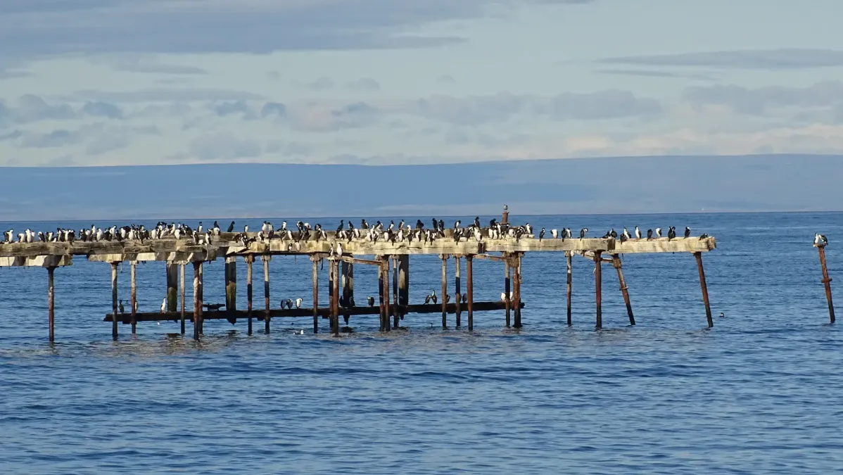 File:Leucocarbo bransfieldensis Punta Arenas Chile 10.jpg