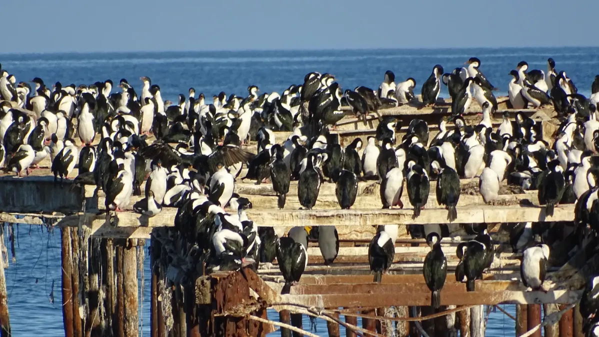 File:Leucocarbo bransfieldensis Punta Arenas Chile 12.jpg