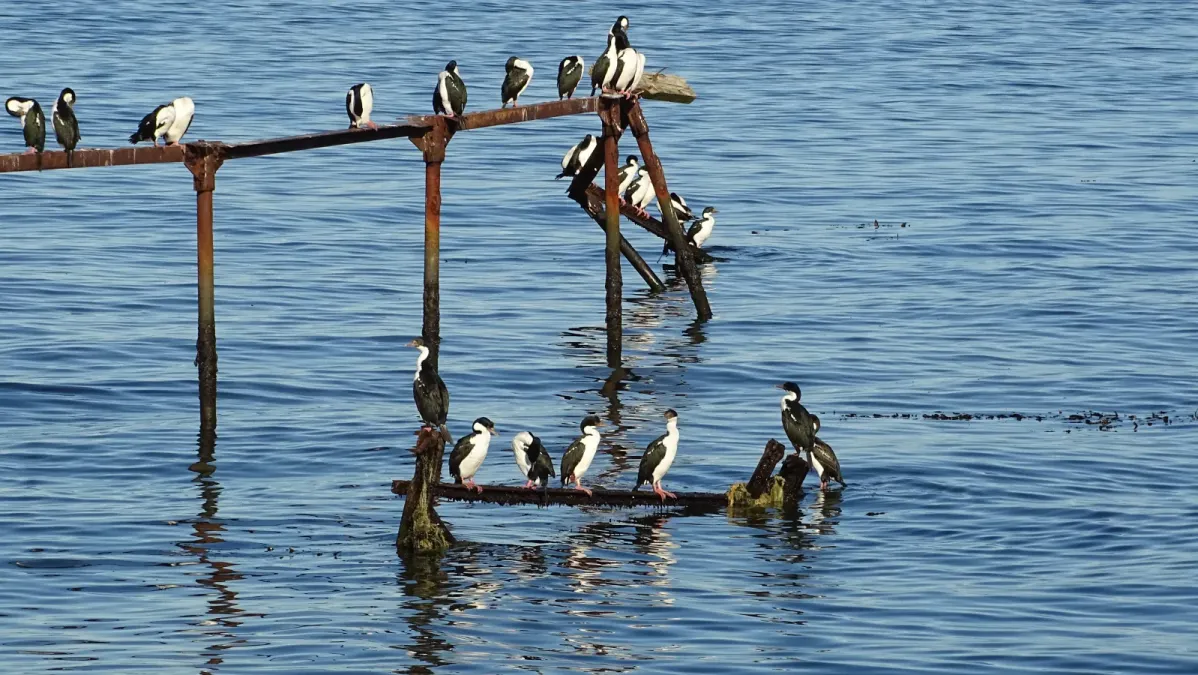 File:Leucocarbo bransfieldensis Punta Arenas Chile 11.jpg
