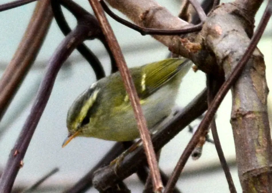 File:Blyth's Leaf-warbler Phylloscopus reguloides by Dr. Raju Kasambe DSC 4519 (4).jpg