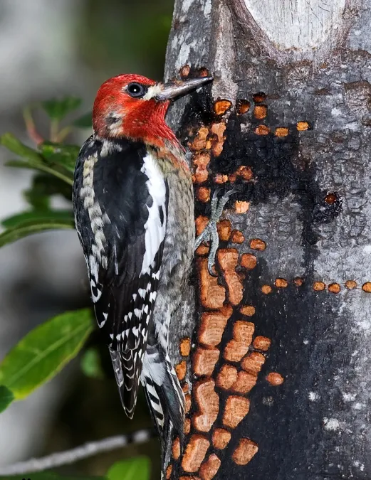 File:Sphyrapicus ruber 2.jpg