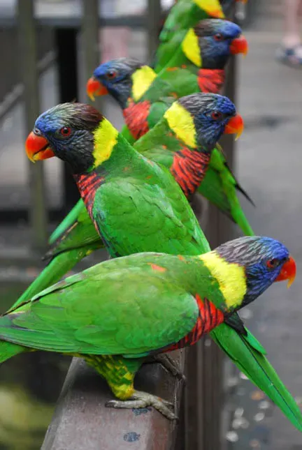 File:Trichoglossus haematodus -Kuala Lumpur Bird Park-4a.jpg