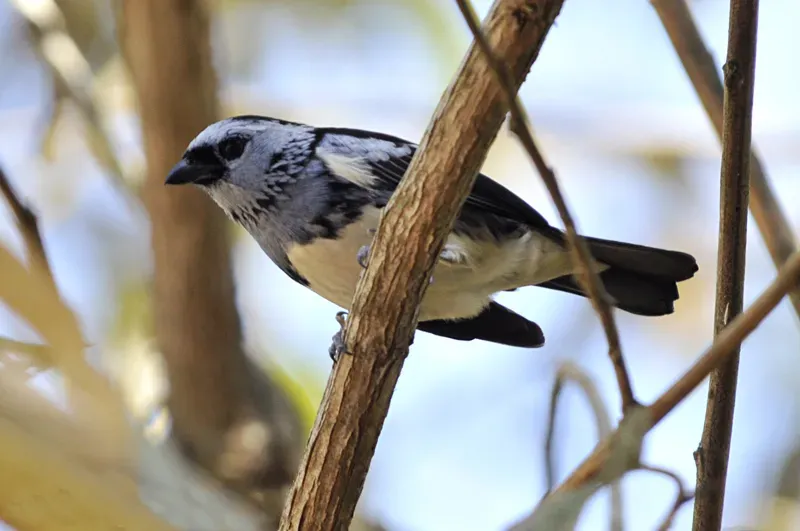 File:Tangara brasiliensis.jpg
