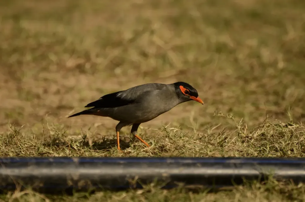 File:Bank myna (Acridotheres ginginianus) from keoladeo national park JEG3143.jpg