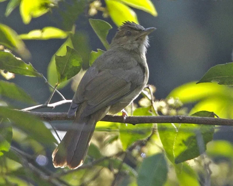 File:Puff-throated Bulbul (Alophoixus pallidus).jpg