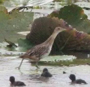 File:Aenigmatolimnas marginalis, haan en kuikens, Kgomo-kgomo-vleiland, Birding Weto, a (cropped).jpg