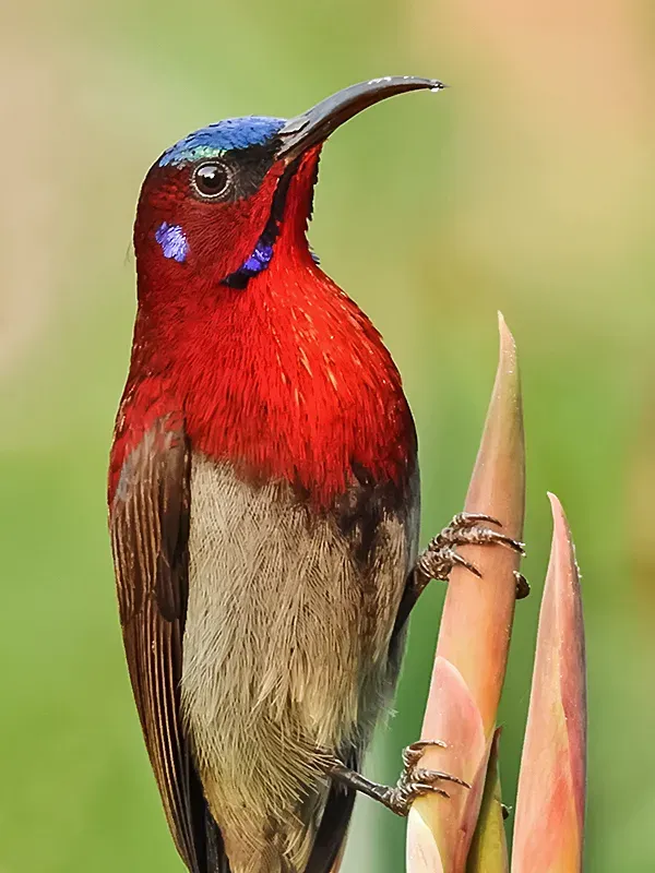File:♂ Vigors's sunbird (Aethopyga vigorsii) Photograph by Shantanu Kuveskar.jpg