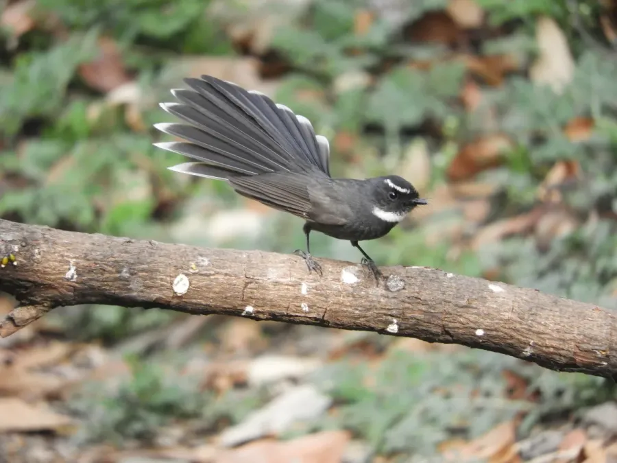 File:White-throated fantail scientific name Rhipidura albicollis at Sattal DSCN0829 1.jpg