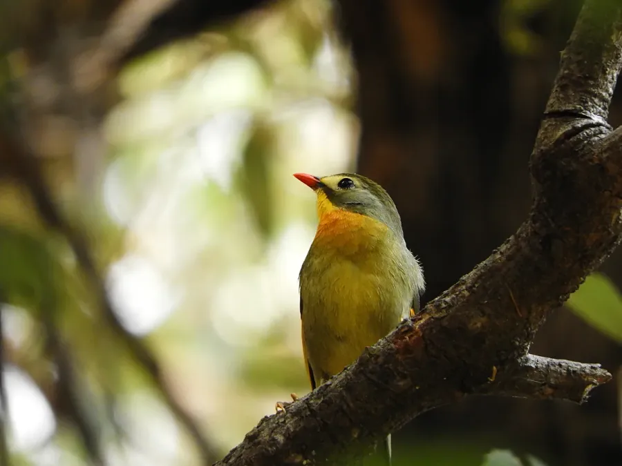 File:Red-billed leiothrix scientific name Leiothrix lutea DSCN1204 11.jpg