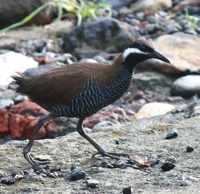 File:Gallirallus torquatus (cropped).JPG